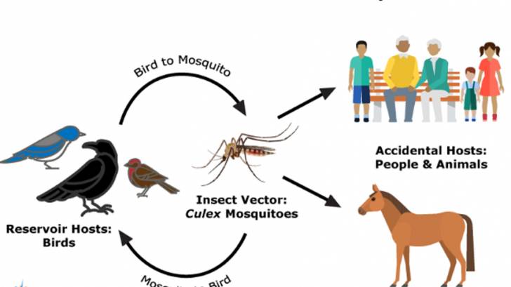 West Nile Virus