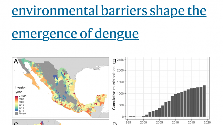 dengue