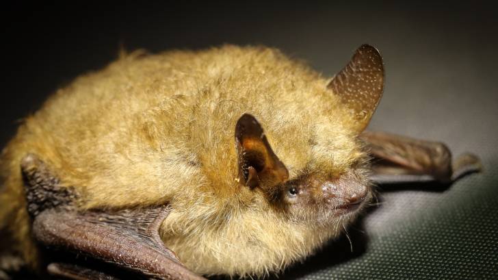 brown bat on the ground