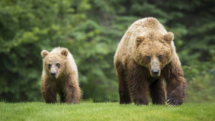 Avian influenza virus infects bears