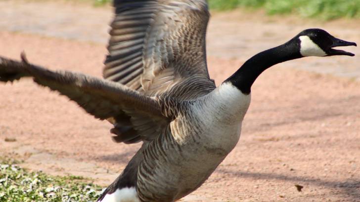 canadian goose attack