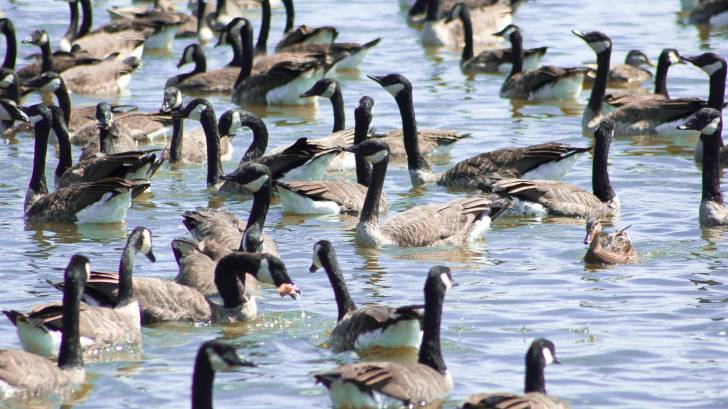 canadian geese on the lake