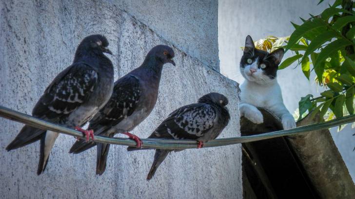 cat and bird