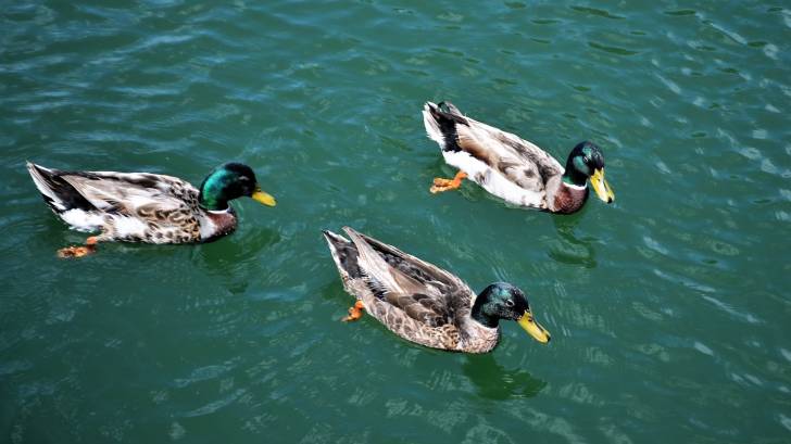 ducks in a pond