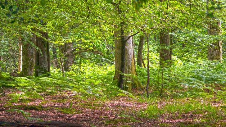 woods in new england