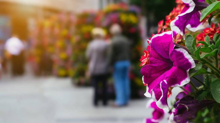 older couple in back ground with flower in the foreground