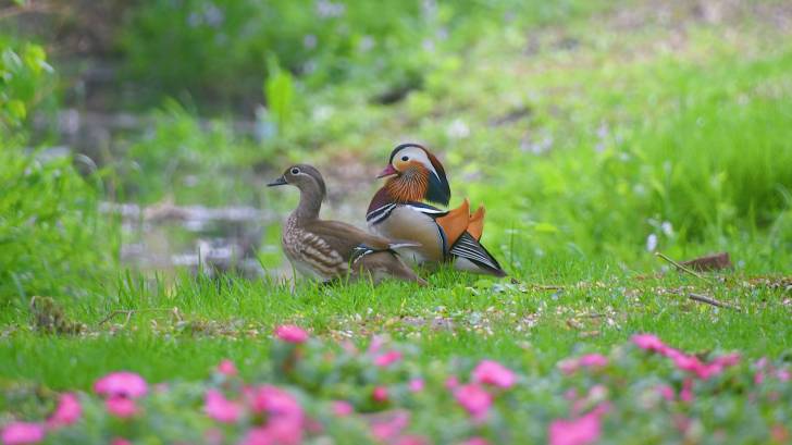 Mandarin ducks