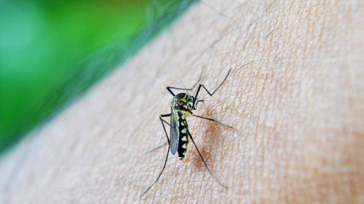 mosquito biting an arm