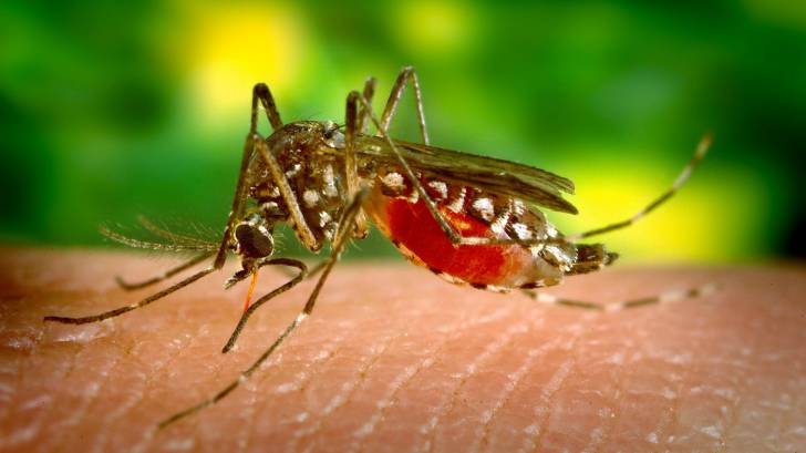 mosquito biting  a person