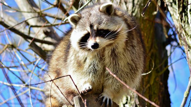 raccoon in a tree during the daytime