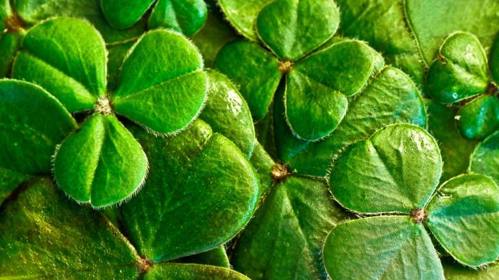 irish shamrocks