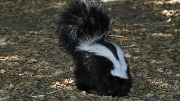 skunk