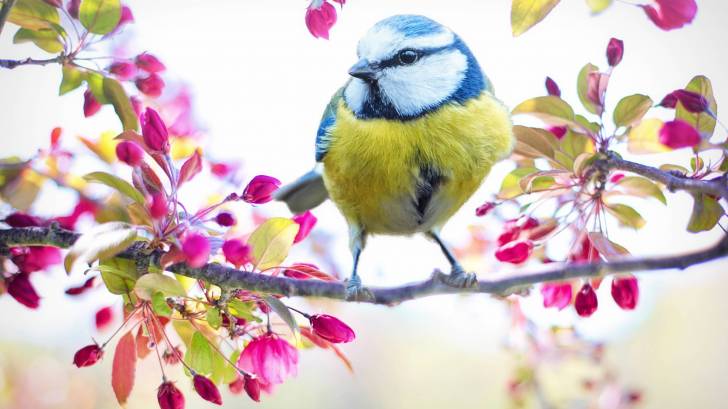 bird in a spring flowery tree