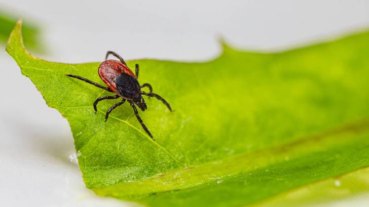 deer tick on a green leaf