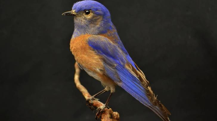 american blue bird