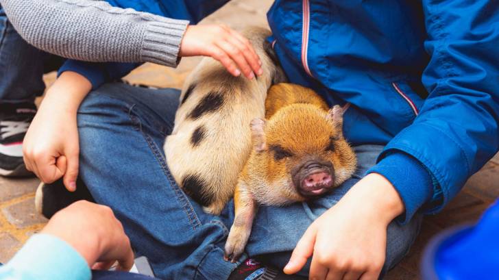 Kids petting zoo