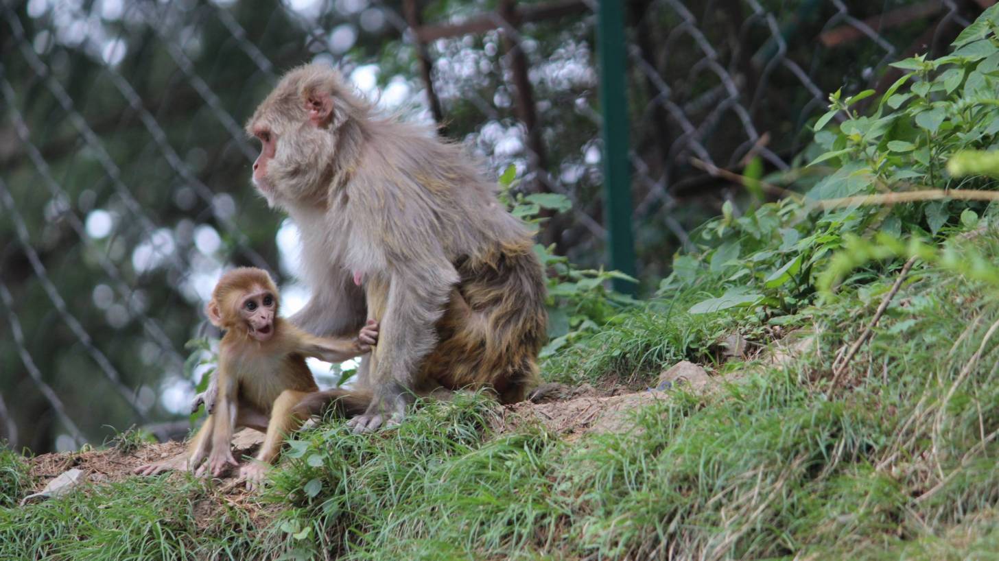 mom and baby monkey