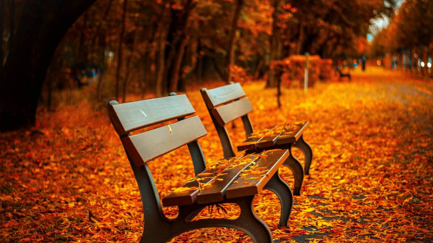 park benches in trees park with leaves falling