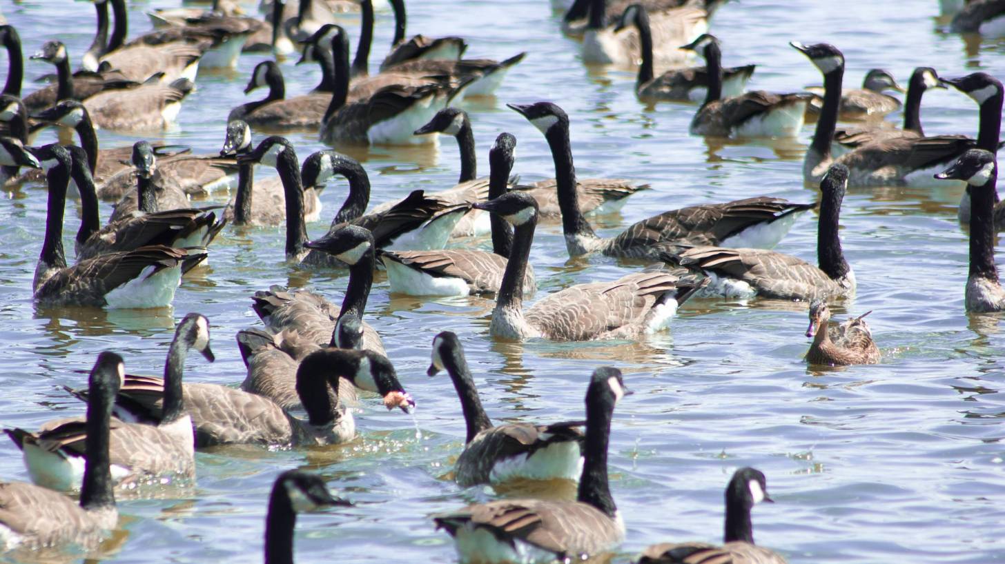 canadian geese on the lake