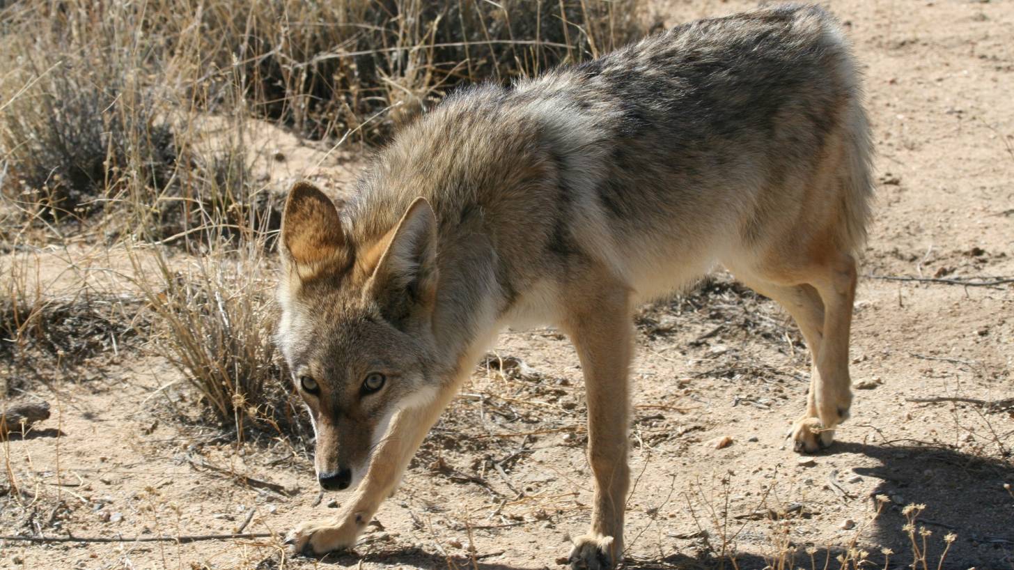 coyote