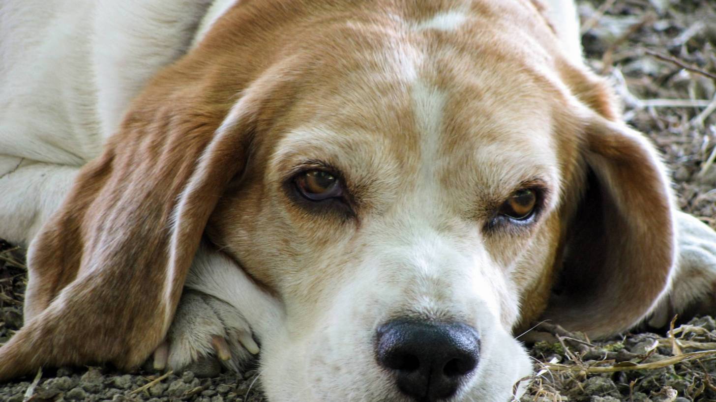 dog laying down