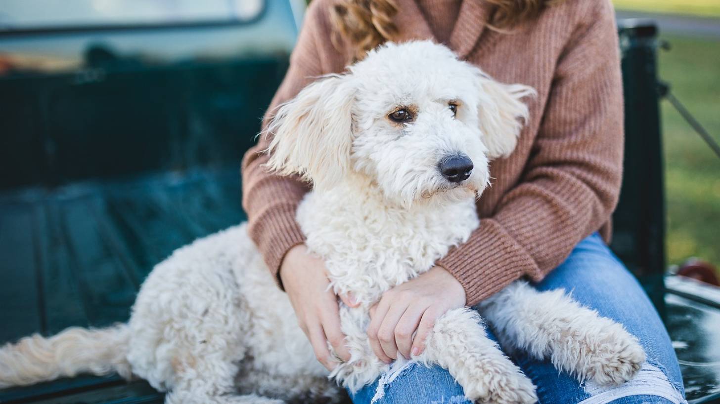 rabies vaccine