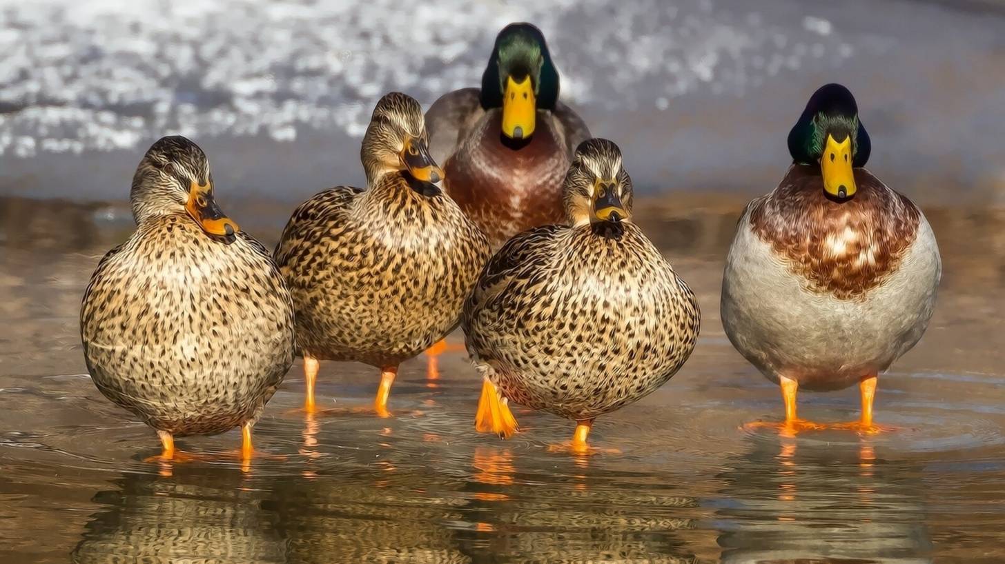 wild ducks walking in water