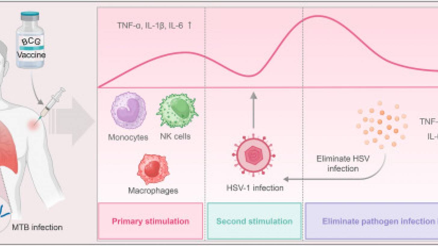 Herpes vaccine 2024