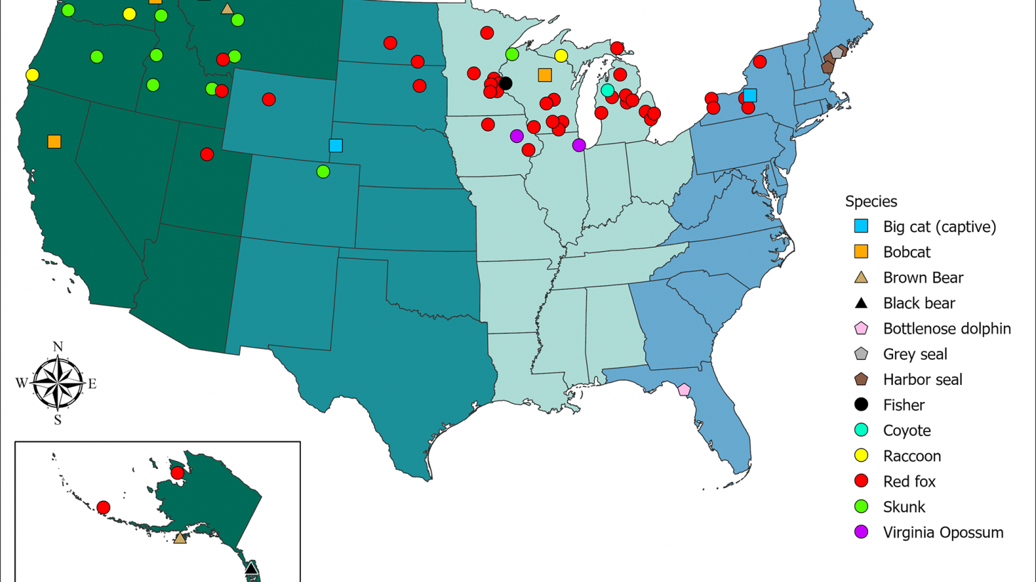 Mammals infected with bird flu in U.S.