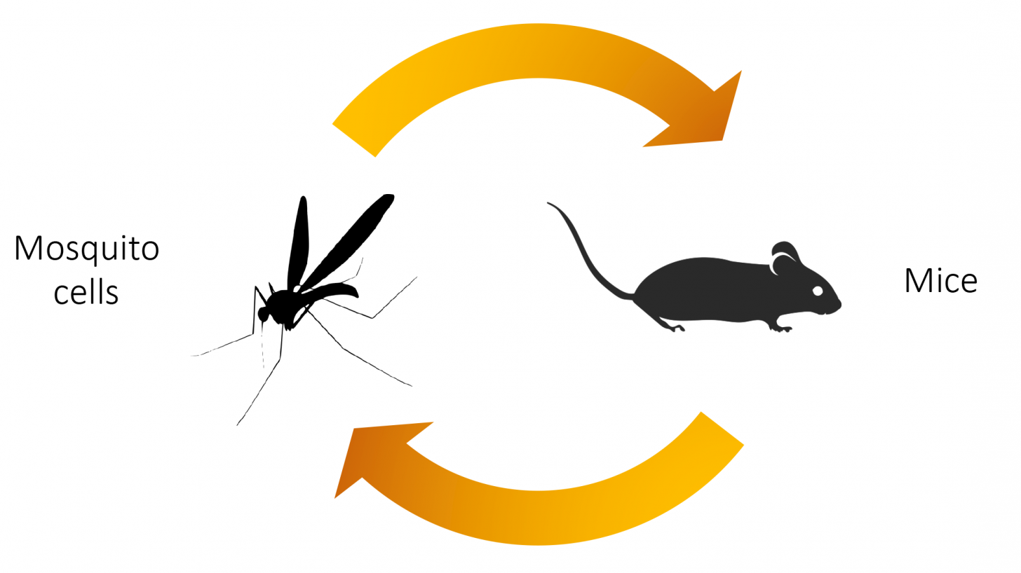 infection cycle