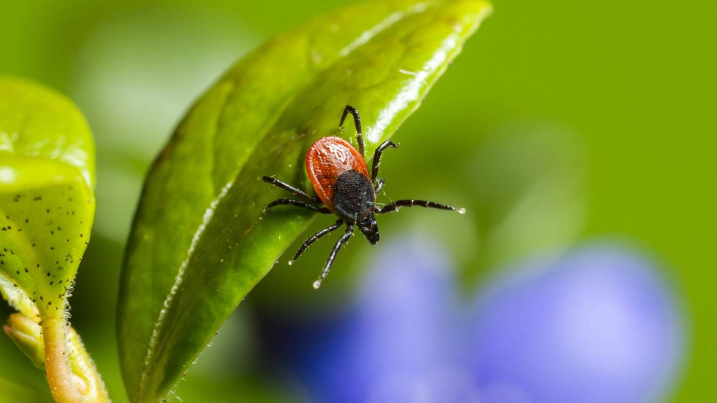 tick hanging on a green leaf