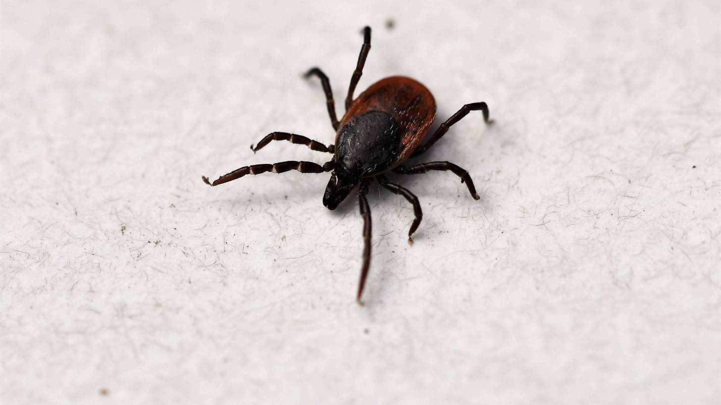 tick that causes lyme disease