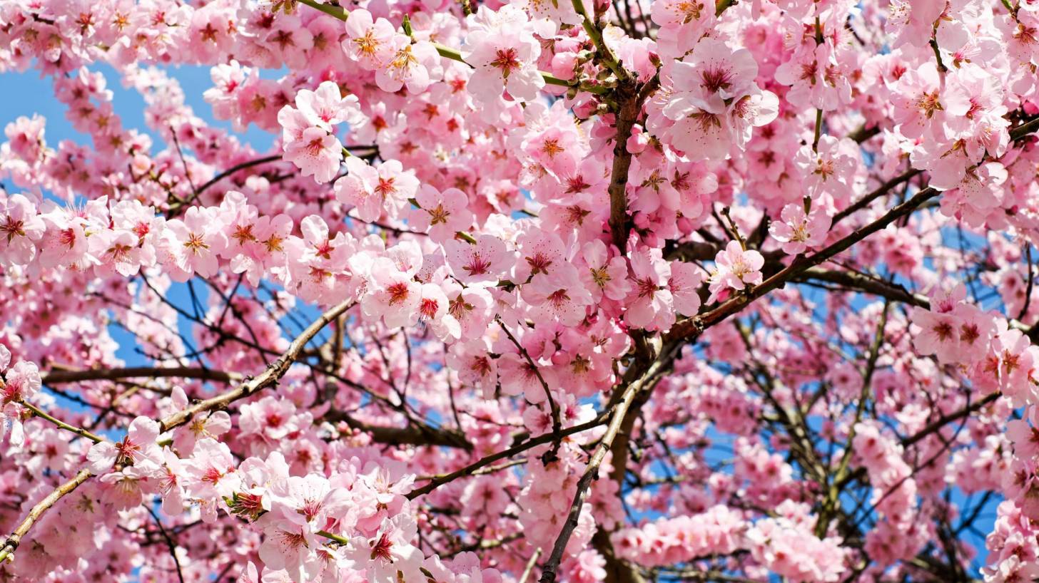 japanese cherry blossoms