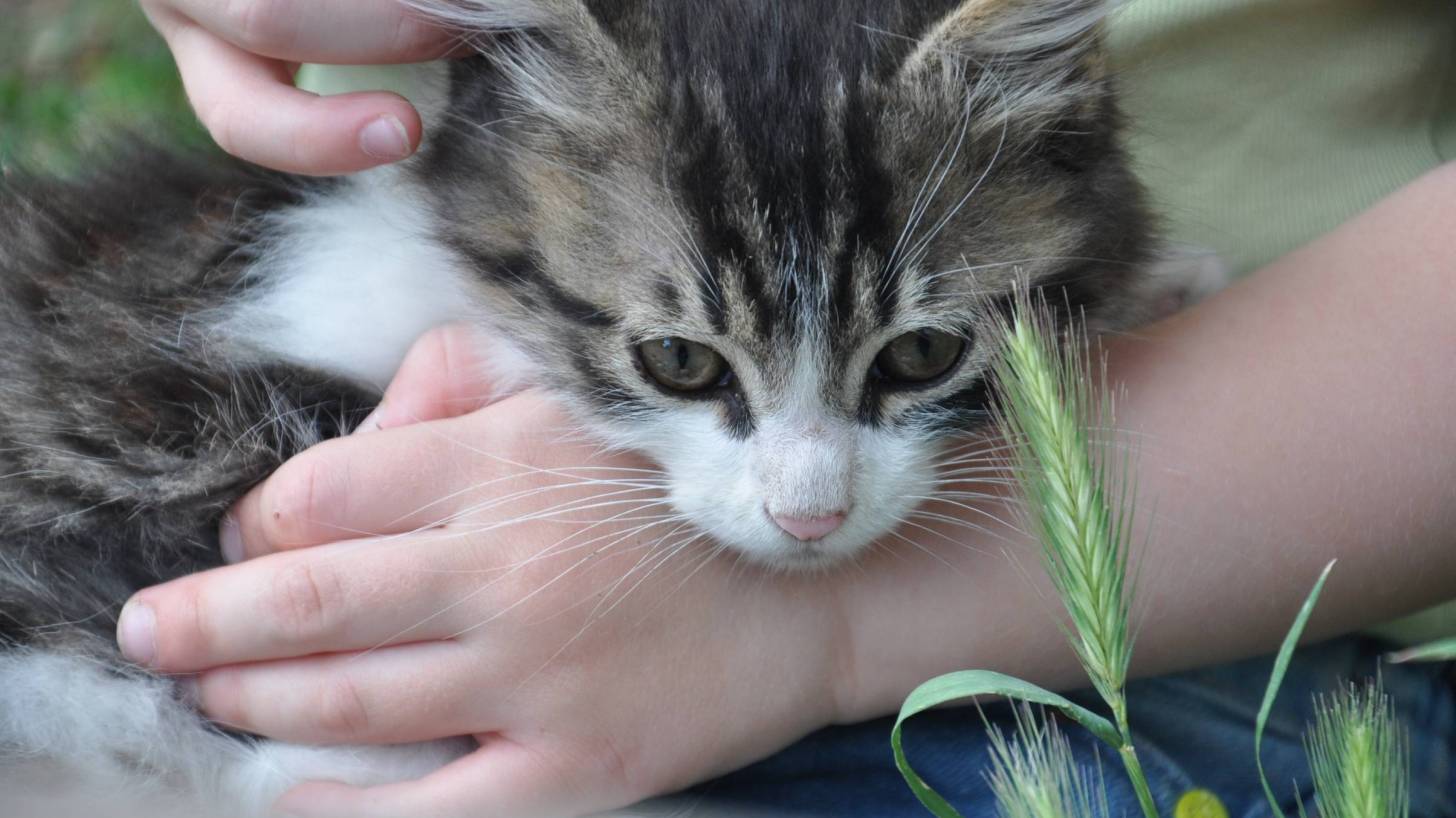 kitten being held by a toddler