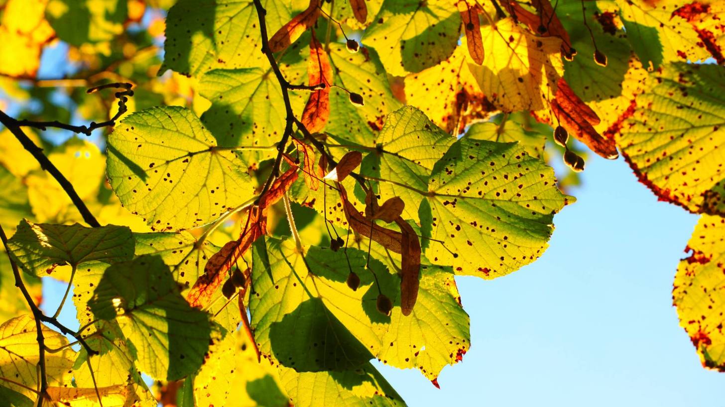 Fall leaves with bugs on them