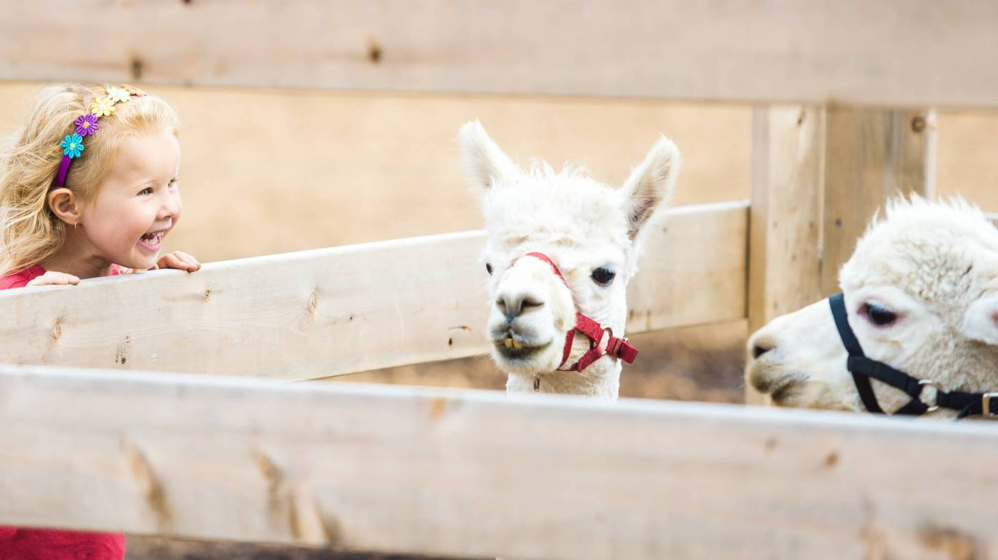 girl at a petting zoo, llamas