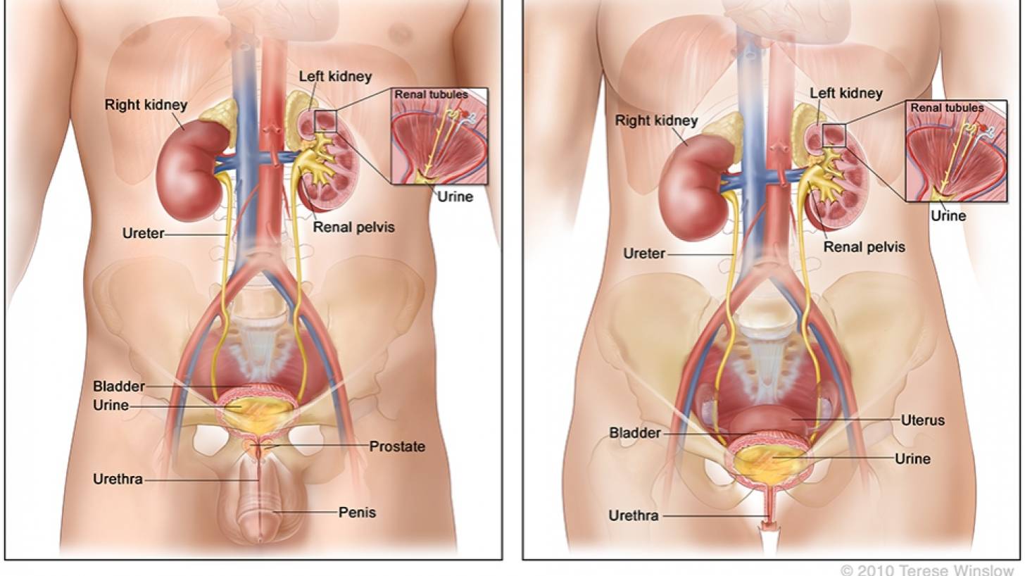 BCG vaccine cancer