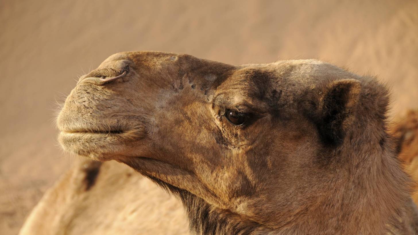 Camel face