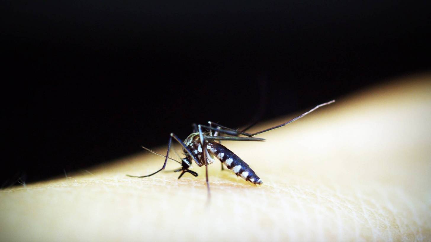 mosquito biting an arm