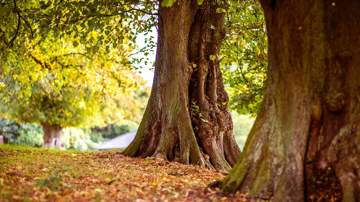 fall tree scene with leaves on the ground