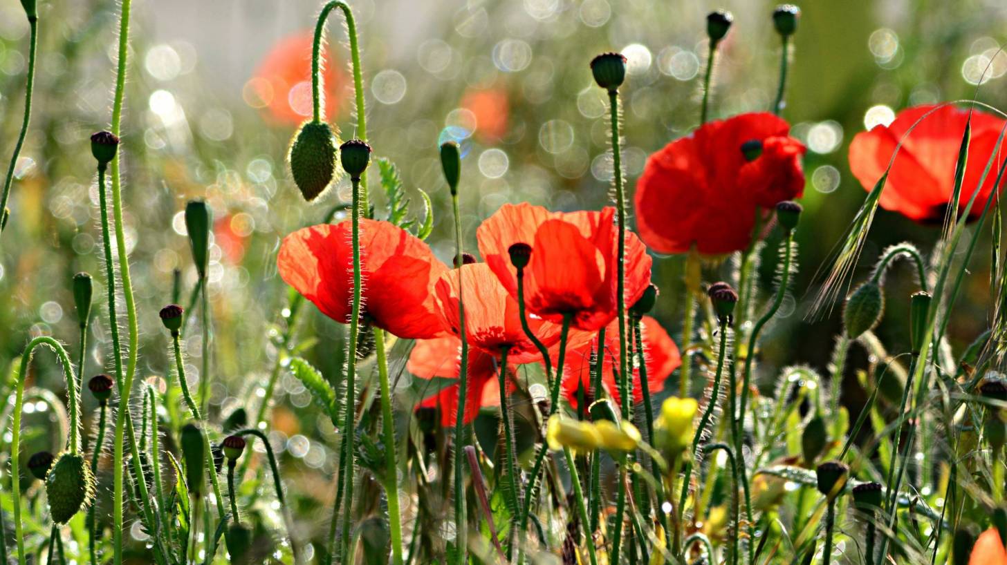 poppy field