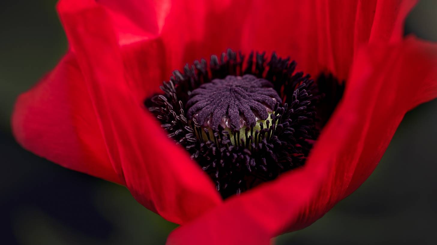 poppy flower