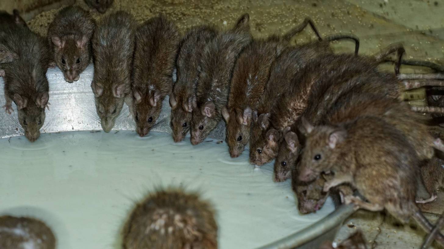 rats drinking out of a water bucket