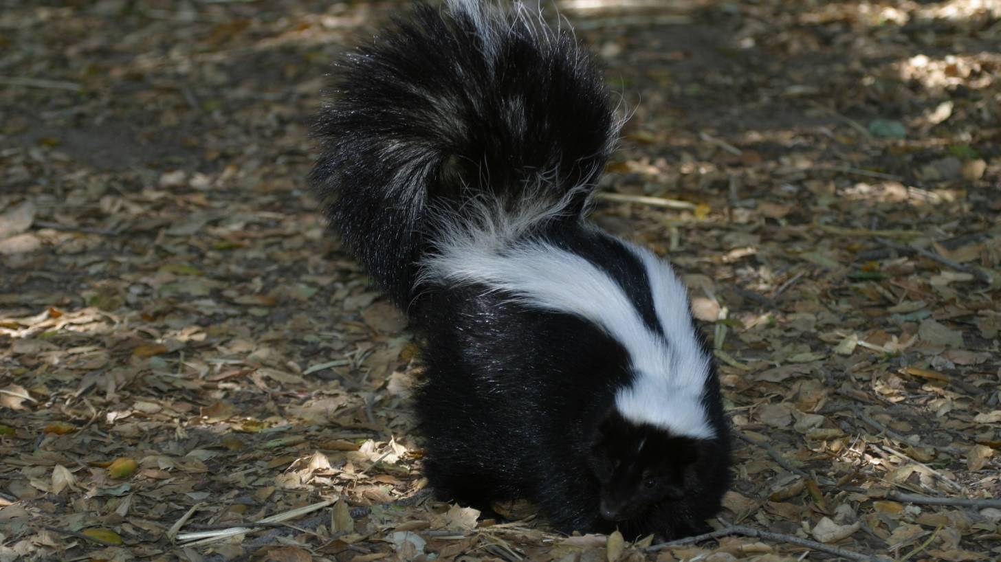 skunk