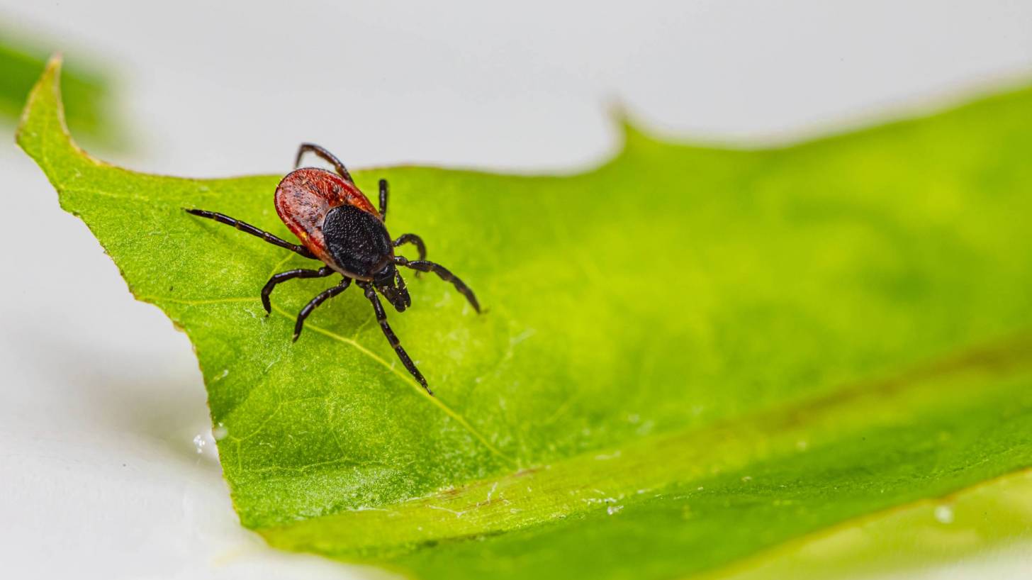 deer tick on a green leaf