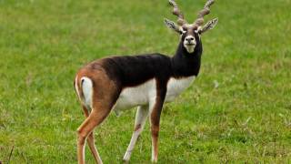 antelope grazing