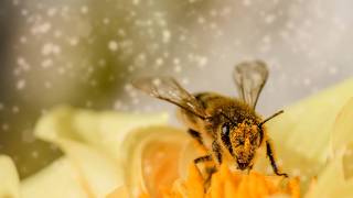 bee on a flower with pollen