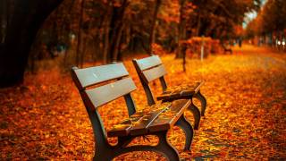 park benches in trees park with leaves falling