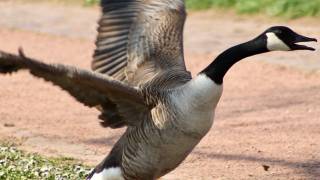 canadian goose attack