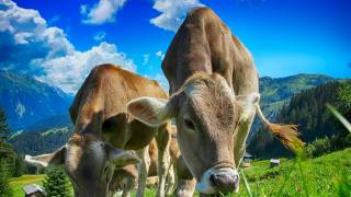 cows in french pasture mountains in the background